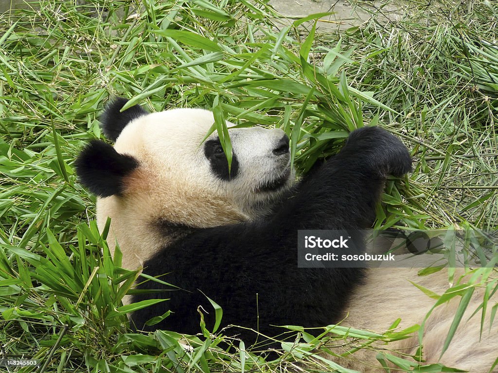 giant panda - Lizenzfrei Bär Stock-Foto