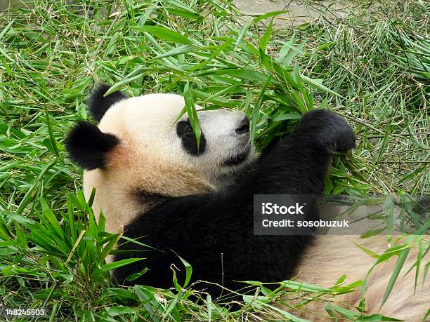 Photo libre de droit de Panda Géant banque d'images et plus d'images libres de droit de Animaux en captivité - Animaux en captivité, Chine, Faune