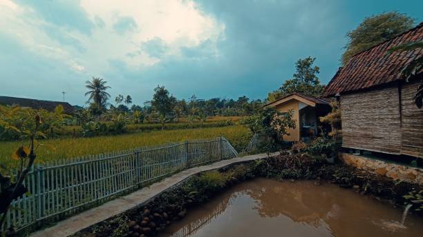 istock A hut beside a rice field 1482456188