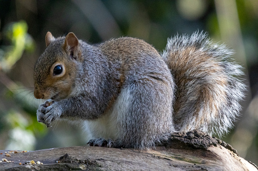 A squirrel sitting in a tree. Squirrel facing right with paws tucked into its chest. Grey Squirrel (Sciurus carolinensis) in Beckenham, Kent, UK. Landscape image