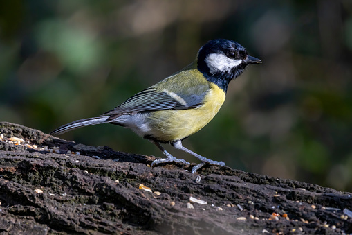 Great tit landing on a log and just standing there
