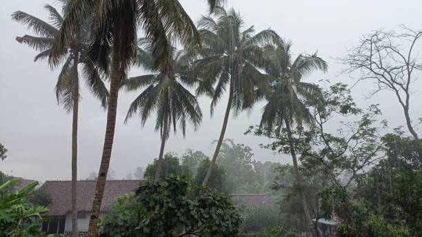 istock The rain wind hit the coconut tree 1482462518