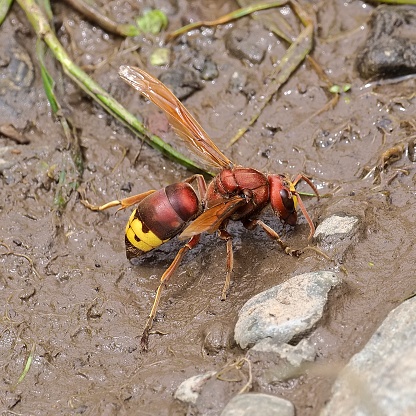 An adult Oriental Hornet (Vespa orientalis), an invasive species that has colonised Chile only in the last few years, drinks at the edge of a mountain stream in the Andes mountains near Santiago de Chile. The wasp is regarded as a pest because of damage it may cause to fruit orchards and honey bee colonies. Interestingly, unlike most insects, this hornet has a small organ in the thorax that enables it to raise it’s body temperature up to 10 degrees Celsius higher than the surrounding air, increasing the wasps activity level and flight velocity.