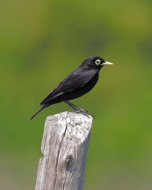 istock A Spectacled Tyrant perches on a pond-side fence-post 1482462725