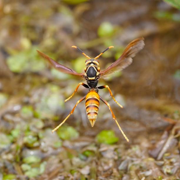 istock A single Buysson's Paper Wasp hovers over a mountain stream 1482462803