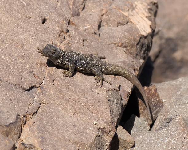istock An El Plomo Smooth-throated Lizard basks in the sun 1482462817