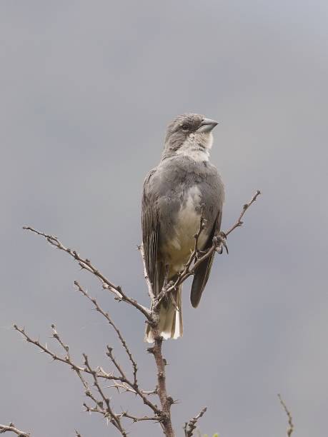 istock A Common Diuca Finch perches on an old tree-branch 1482462864
