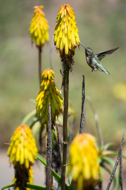 istock Close up of a hummingbird eating 1482464390
