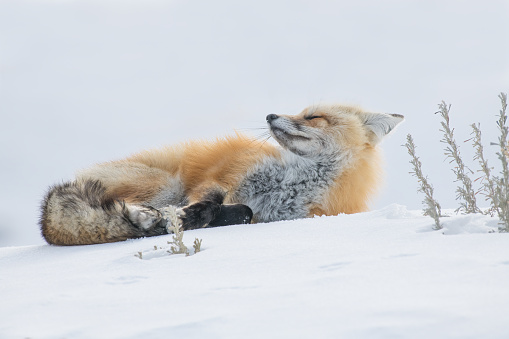 Fox laying on a snow covered hillside in the Yellowstone ecosystem  in Wyoming and Montana in western USA of North America.