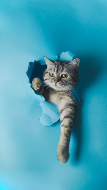 istock Curious grey cat peers through a blue gap in a floor, with a sneaky look on its face 1482465404