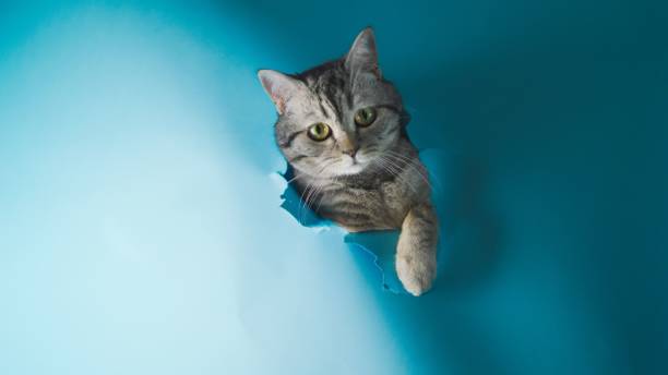 istock Curious grey cat peers through a blue gap in a floor, with a sneaky look on its face 1482465406
