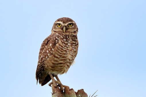 isolated Burrowing Owl (Athene cunicularia) perched on a cactus against a blue sky