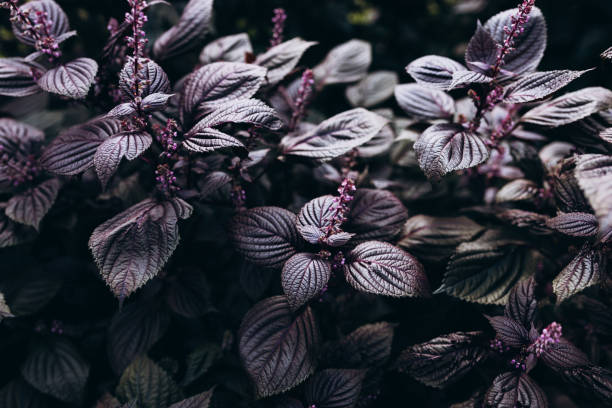 schöner hintergrund von shiso-blättern, nahaufnahme purple perilla frutescens blätter. frische kräuter anbauen. - shiso stock-fotos und bilder