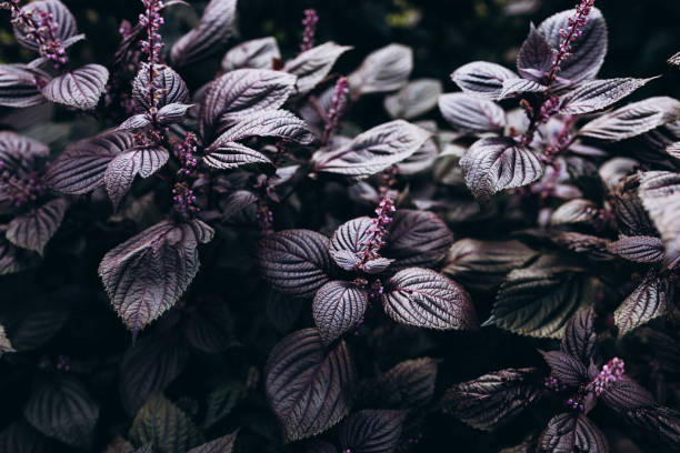 belo fundo de folhas de shiso, folhas de perilla frutescens roxas em close-up. cultivo de ervas frescas. - shiso - fotografias e filmes do acervo