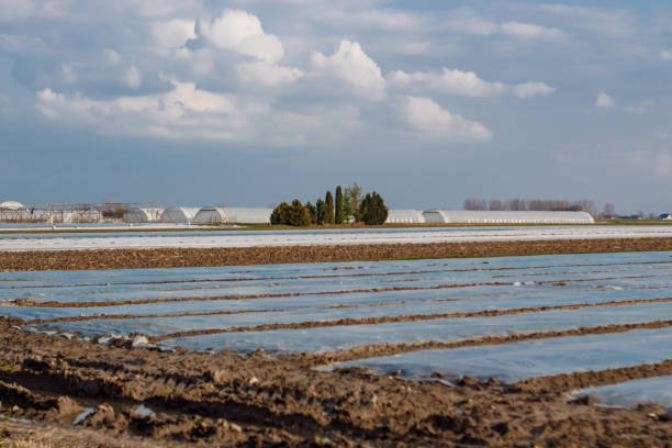 istock foil on rural fields covering crops 1482468246