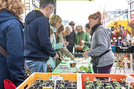Neuwied, Germany - April 15, 2023: a female gardener offers seeds and young plants of tomatoes to customers at the local spring garden market