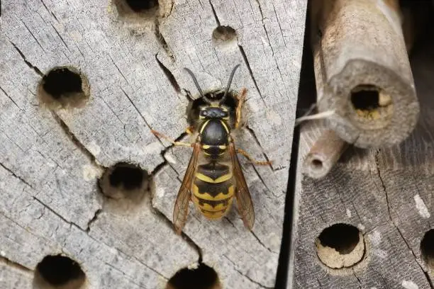 Natural closeup on a queen Coimmon European paper wasp, Vespula vulgaris investigating a bee-hotel