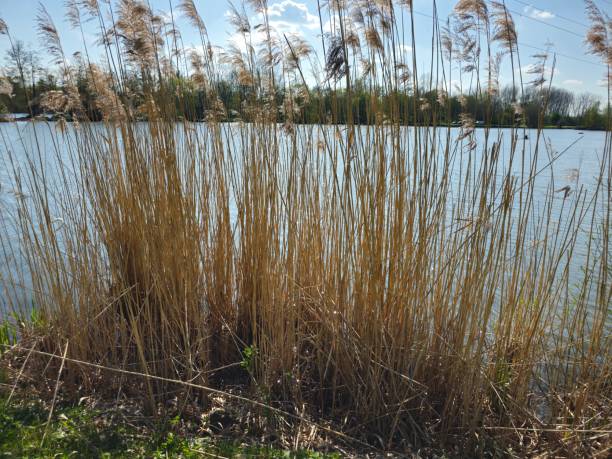 istock Beautiful reeds and nature background 1482470224