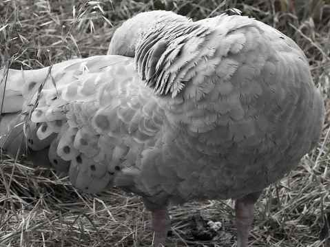 Preening  Cape Barren goose (Cereopsis novaehollandiae)