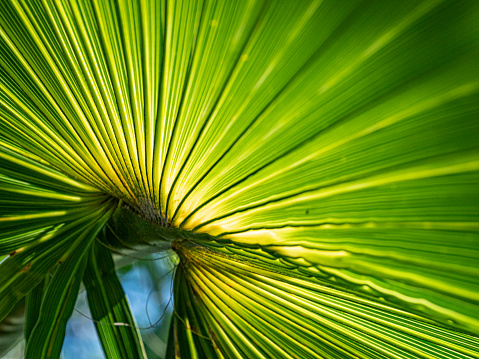 Green palm leaf, leaf surface. Web banner.