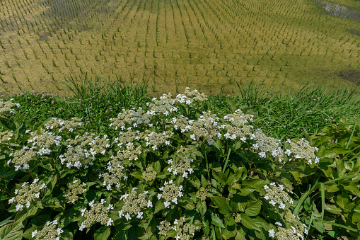 Hydrangea and rice field