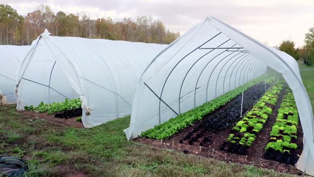 Aerial view of greenhouse hydroponics agriculture, growing vegetables in tunnels on a large scale vegetable farm stock video stock video