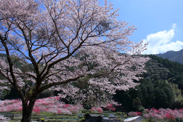 istock Kuki in Niyodogawa-cho, a beautiful spring day (Kochi Prefecture) 1482474337