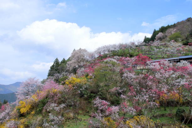 istock Kamikuki mountain village,Breath of Spring (Niyodogawa Town, Kochi Prefecture) 1482474500