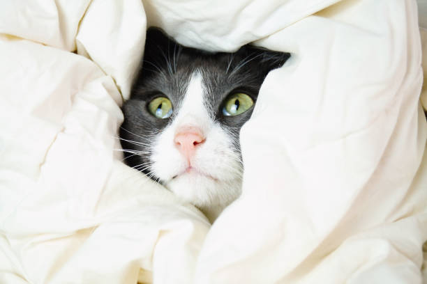 istock Adorable little gray cat peeks out from under the covers. Funny grey cat hides under white blanket. 1482479571