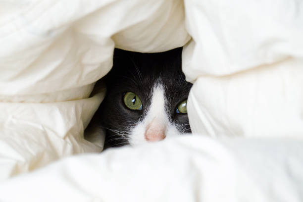 istock Adorable little gray cat peeks out from under the covers. Funny grey cat hides under white blanket. 1482479573