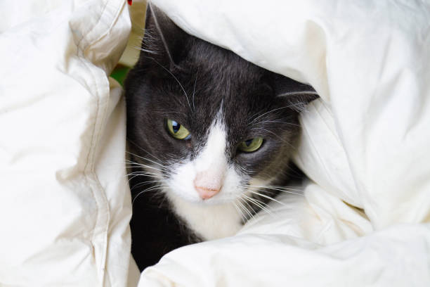 istock Adorable little gray cat peeks out from under the covers. Funny grey cat hides under white blanket. 1482479589