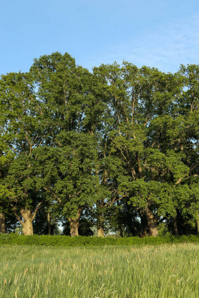 istock Trees on the field against blue sky 1482483629