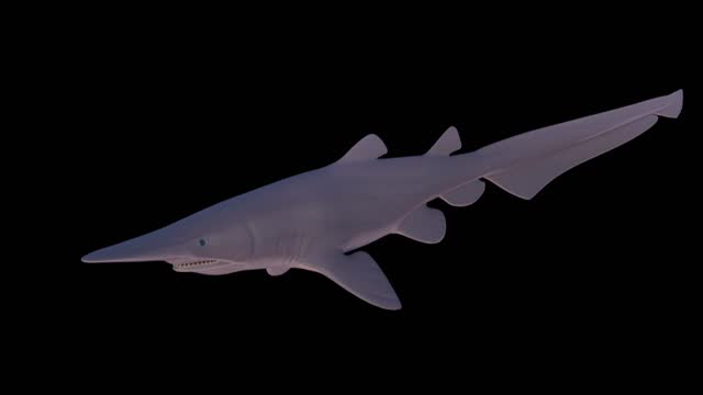Goblin Shark Swimming 3D Rendered