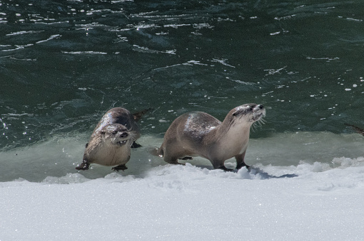 Wet  River Otters in water dive for fish on a snow covered river bank in the Yellowstone Ecosystem in Wyoming, in northwestern USA. Nearest cities are Bozeman and Billings Montana, Denver, Colorado, Salt Lake City, Utah and Jackson, Wyoming.