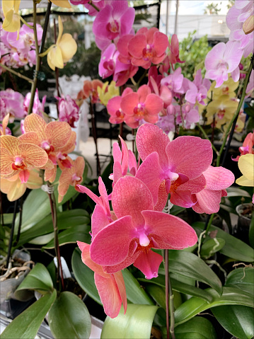 Vibrant Colorful Orchid Plants Outside at a Green Market in Natural Sunlight in Sunny South Florida in the Spring of 2023