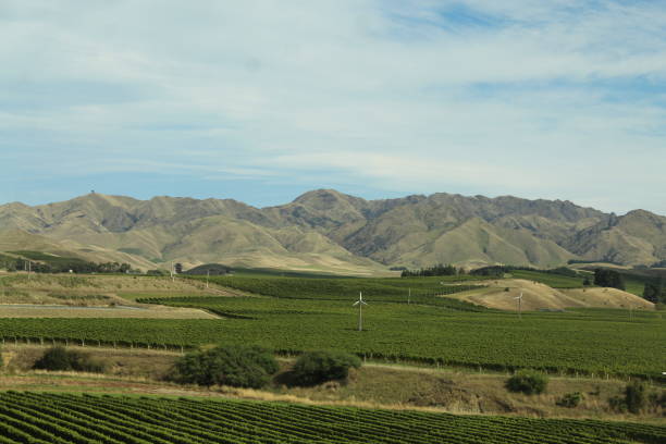 istock Vineyards in New Zealand 1482485683