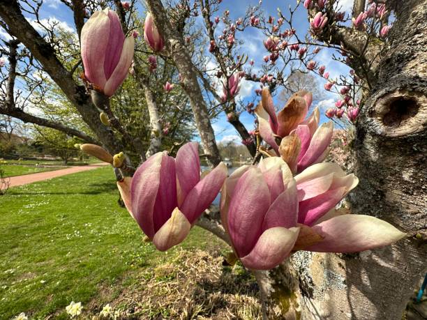 The beautiful japanese magnolia stock photo