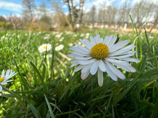 A lone daisy in a meadow stock photo