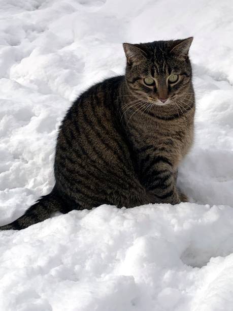 istock cat in the snow 1482486181