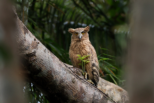 Closed up nocturnal bird, adult Buffy fish owl also known as Malay fish owl, uprisen angle view, front shot, resting on the big branch of tropical tree in the morning in nature of tropical rainforest, national park in southern Thailand.