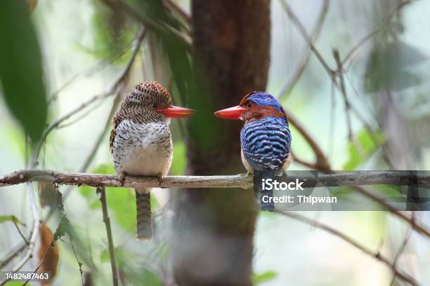 Kingfisher Bird A Couple Of Banded Kingfisher Stock Photo - Download Image Now