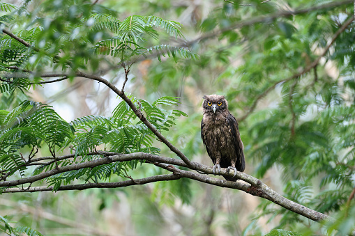 Closed up nocturnal bird. juvenile Dusky eagle-owl, uprisen angle view, front shot, in the morning resting on twig of tropical tree in nature of tropical rainforest, national park of southern Thailand.