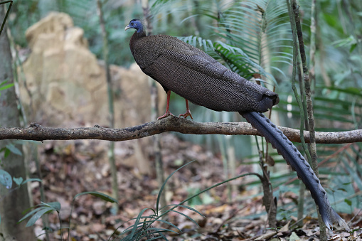 Beautiful largest pheasant bird, adult male Great argus, uprisen angle view, rear shot, standing on the branch of tropical tree  in nature of tropical rainforest, national park in southern Thailand.