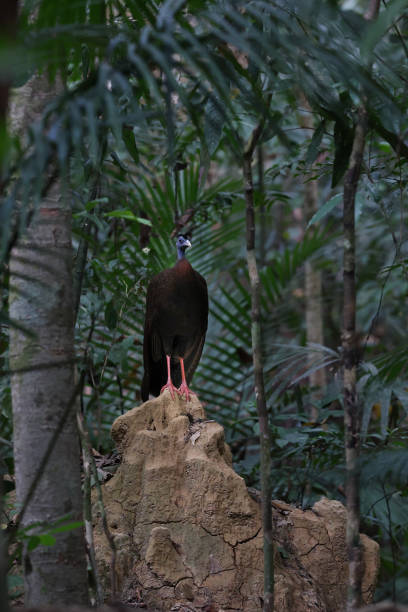 210+ Argus Geant Photos, taleaux et images libre de droits iStock