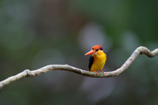Kingfisher bird  : adult Oriental dwarf kingfisher (Ceyx erithaca), also known as Black-backed kingfisher or three-toed kingfisher.