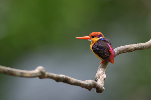 Beautiful small forest kingfisher, adult Oriental dwarf kingfisher, also known as Black-backed kingfisher or three-toed kingfisher, uprisen angle view, rear shot, in the morning perching on the curve branch of tropical tree in nature of tropical rainforest, national park in southern Thailand.