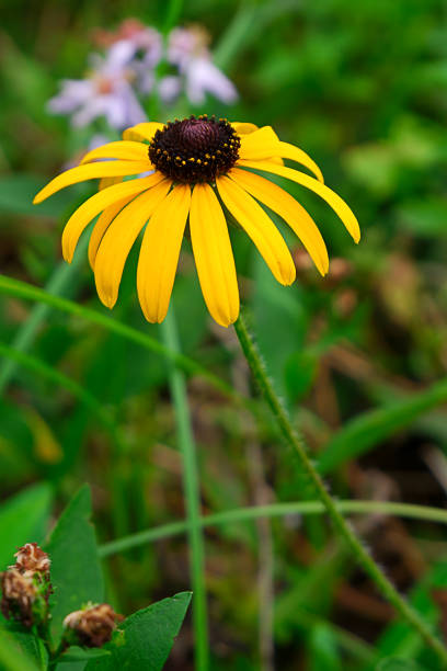 istock yellow flowers with blur background 1482488646