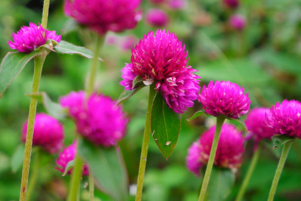 istock Pink flower with blur background 1482488734