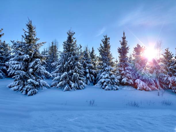 istock Sunrise over snow covered pine trees. 1482488765