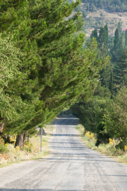 istock country road between trees. straight  forest road in sunlight. 1482489576